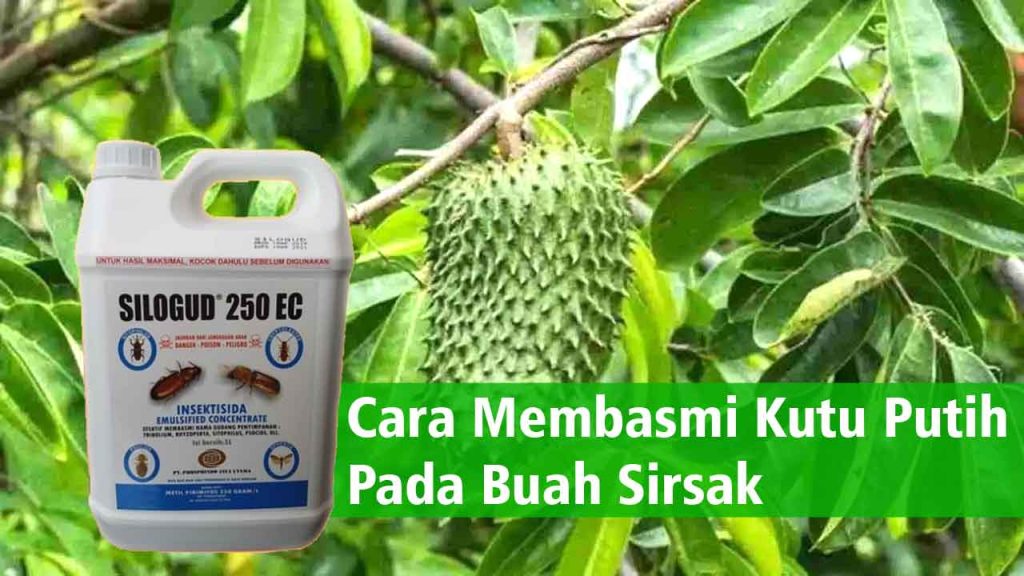 Cara Membasmi Kutu Putih Pada Buah Sirsak PT Panca Prima Wijaya