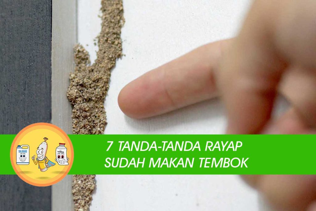 Cara Membasmi Rayap Di Tembok Secara Alami Pt Panca Prima Wijaya