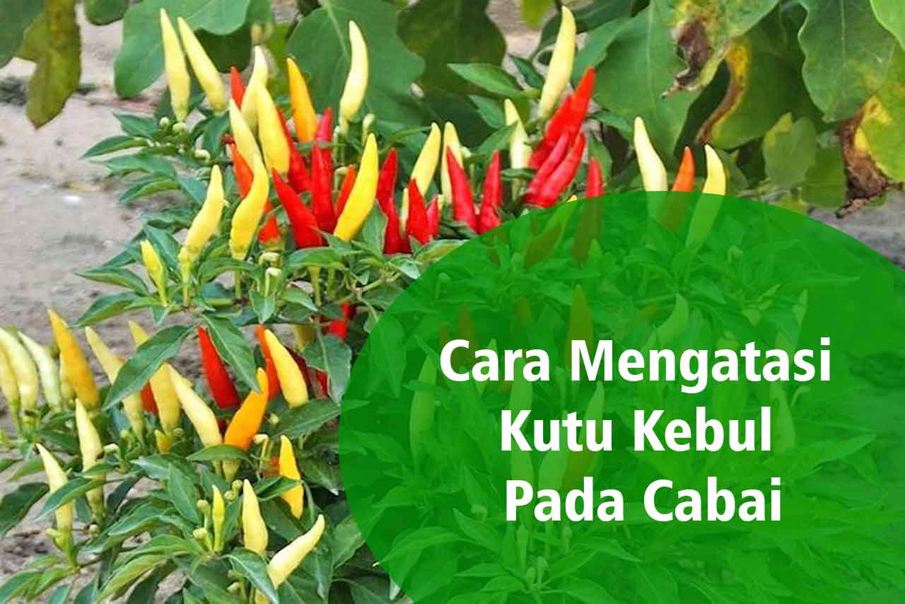 Cara Mengatasi Kutu Kebul Pada Cabai