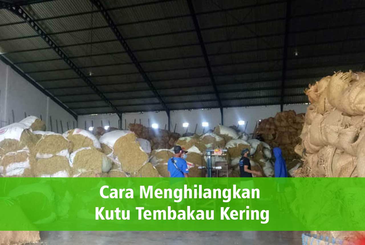 Cara Menghilangkan Kutu Tembakau Kering