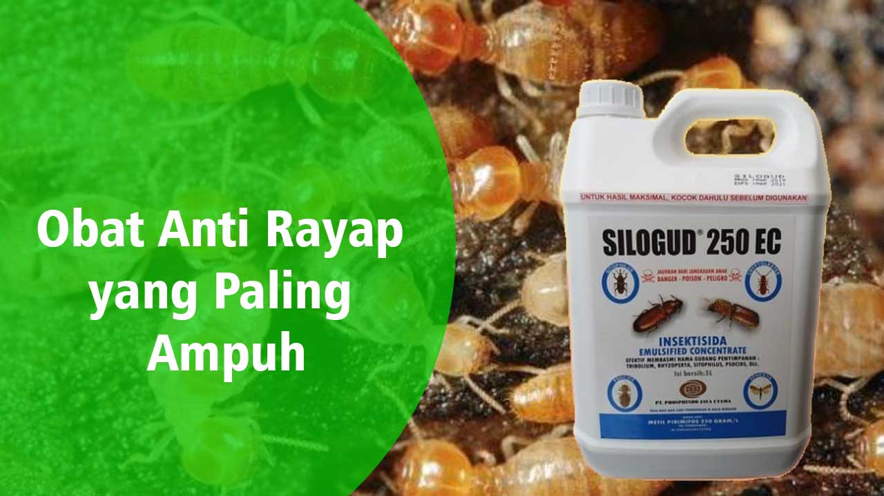 Obat Anti Rayap yang Paling Ampuh