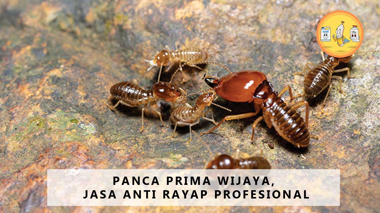 Panca Prima WIjaya, Jasa Anti Rayap Profesional