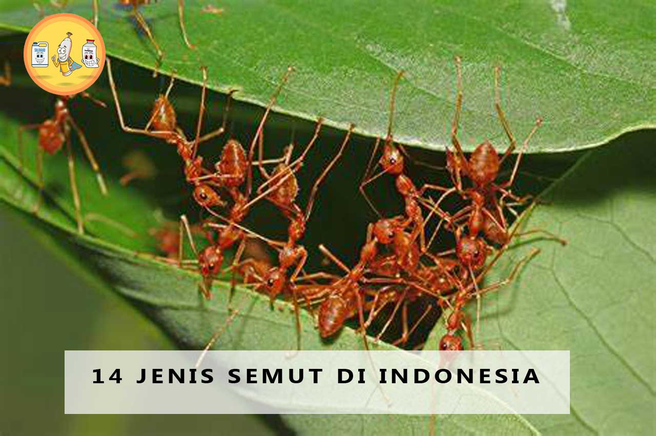 14 Jenis Semut di Indonesia