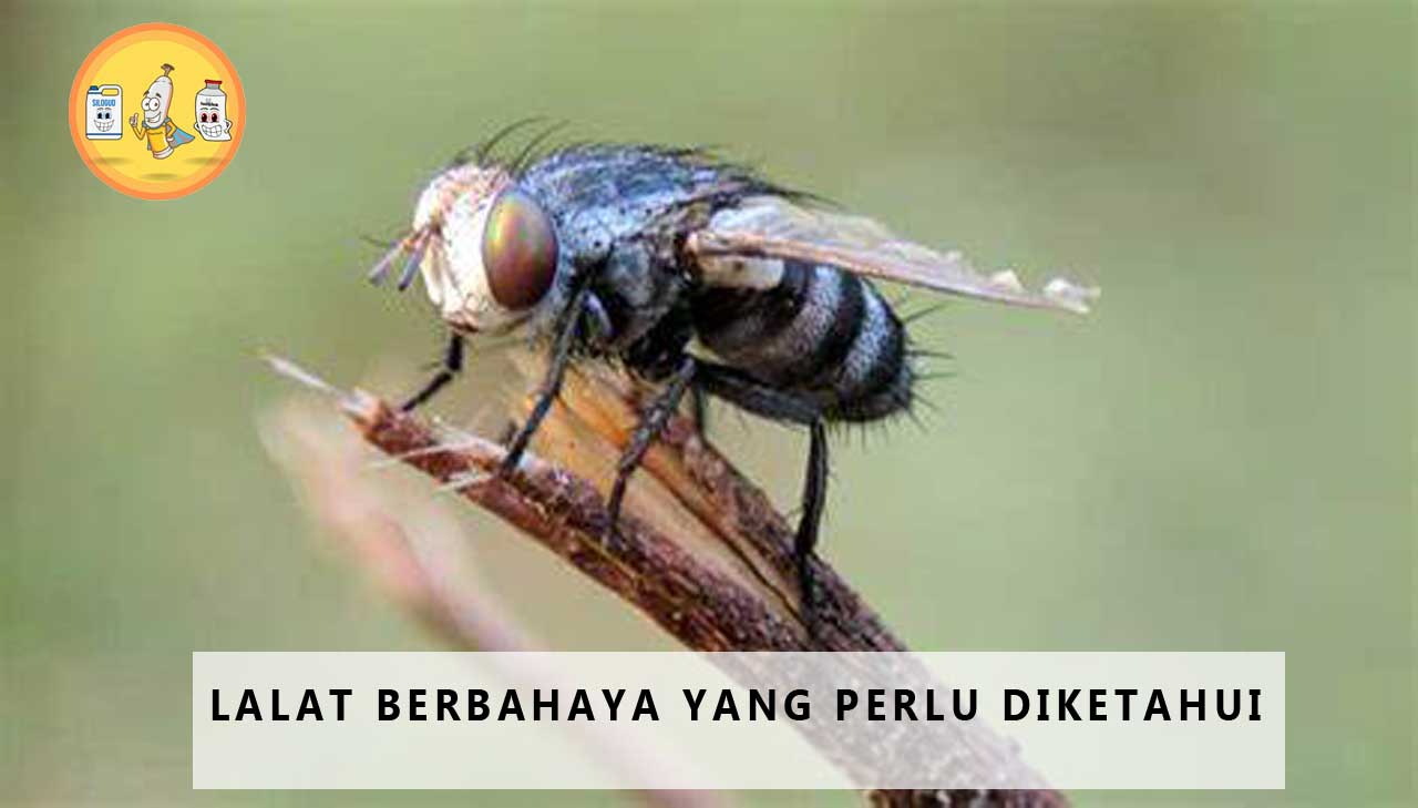Jenis Lalat Berbahaya yang Perlu Diketahui