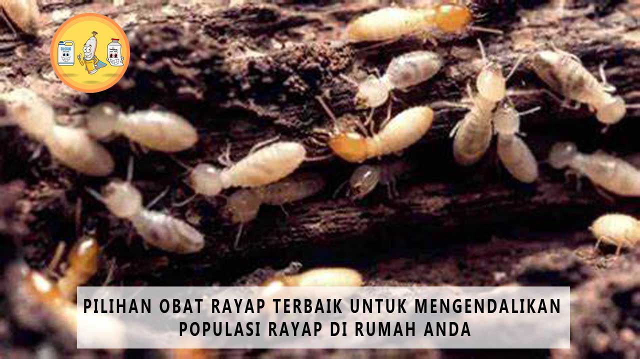 Pilihan Obat Rayap Terbaik Untuk Mengendalikan Populasi Rayap Di Rumah ...