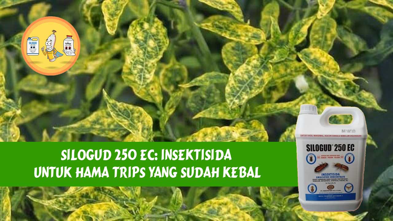 SILOGUD 250 EC: Insektisida untuk Hama Trips yang Sudah Kebal