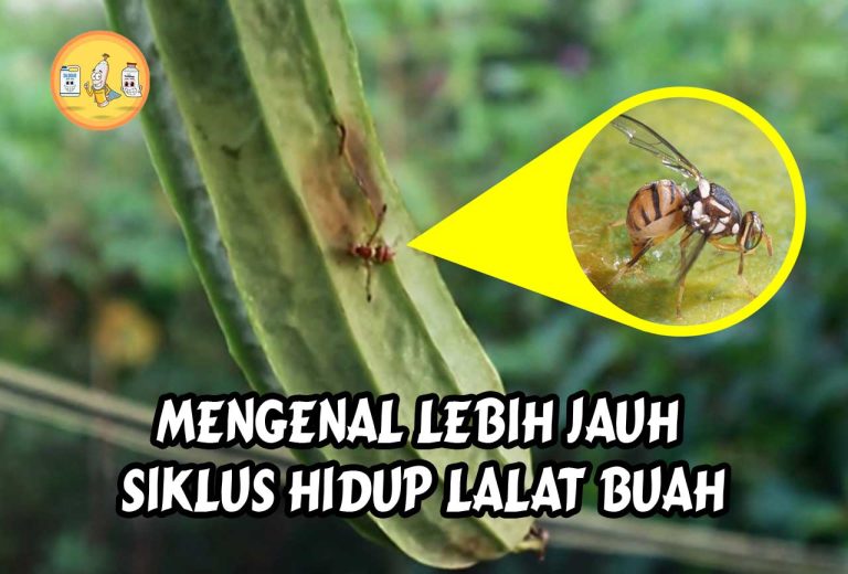 Mengenal Lebih Jauh Siklus Hidup Lalat Buah Pt Panca Prima Wijaya