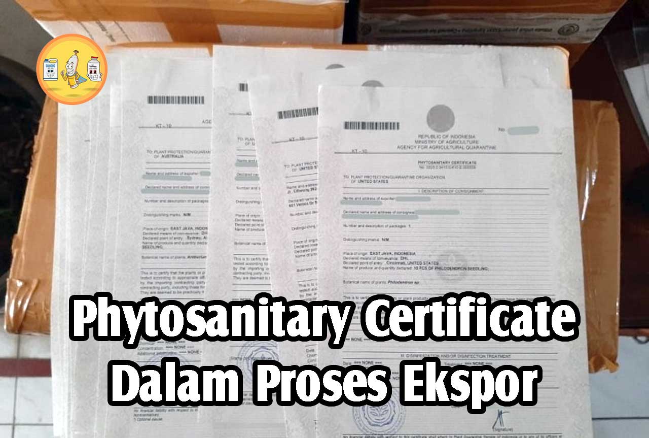 Phytosanitary Certificate Dalam Proses Ekspor