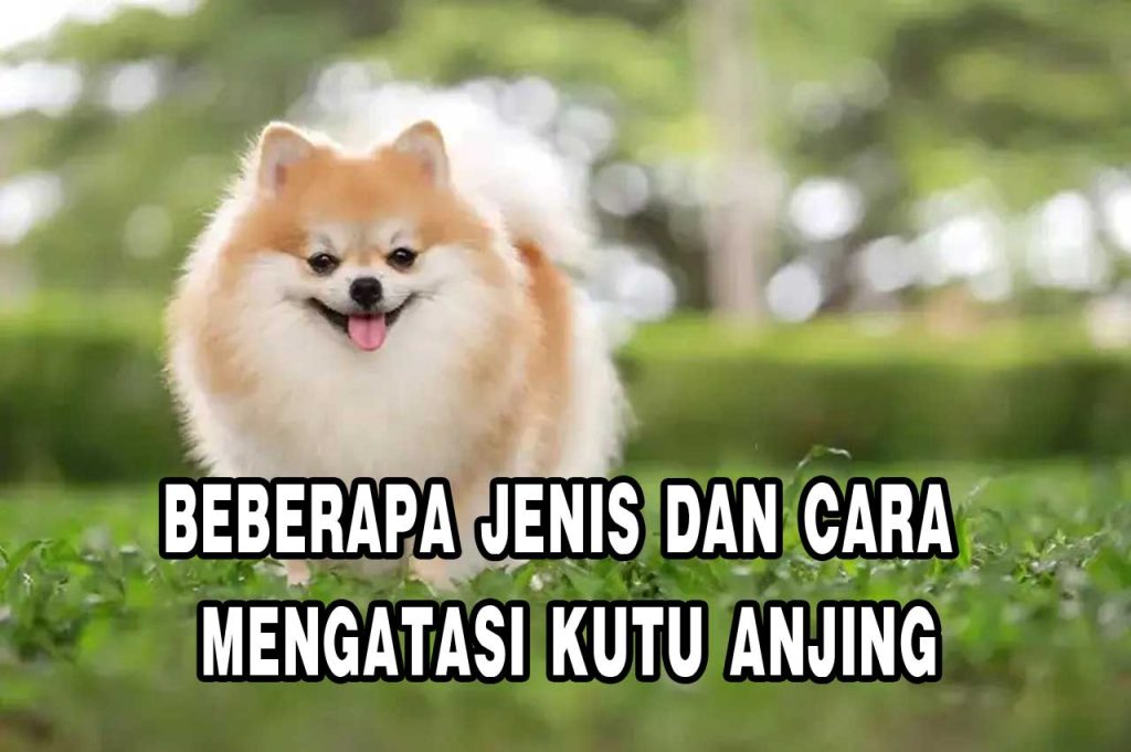 Beberapa Jenis Dan Cara Mengatasi Kutu Anjing Pt Panca Prima Wijaya