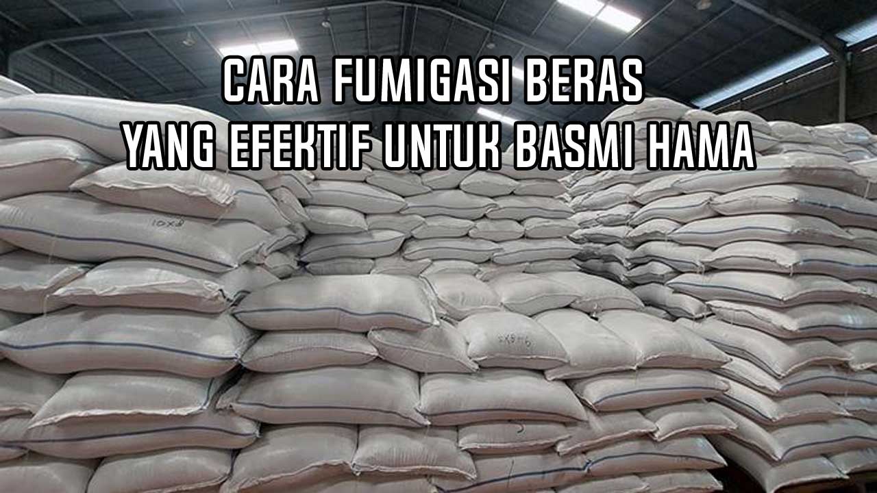 Fumigasi Beras